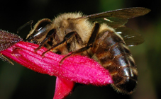 Dunkle Bienen auf Blüte Nektar aufnehmend