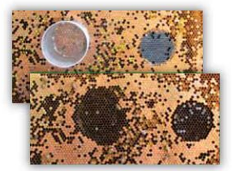 Hygienetest mit eingefrorener Bienenbrut