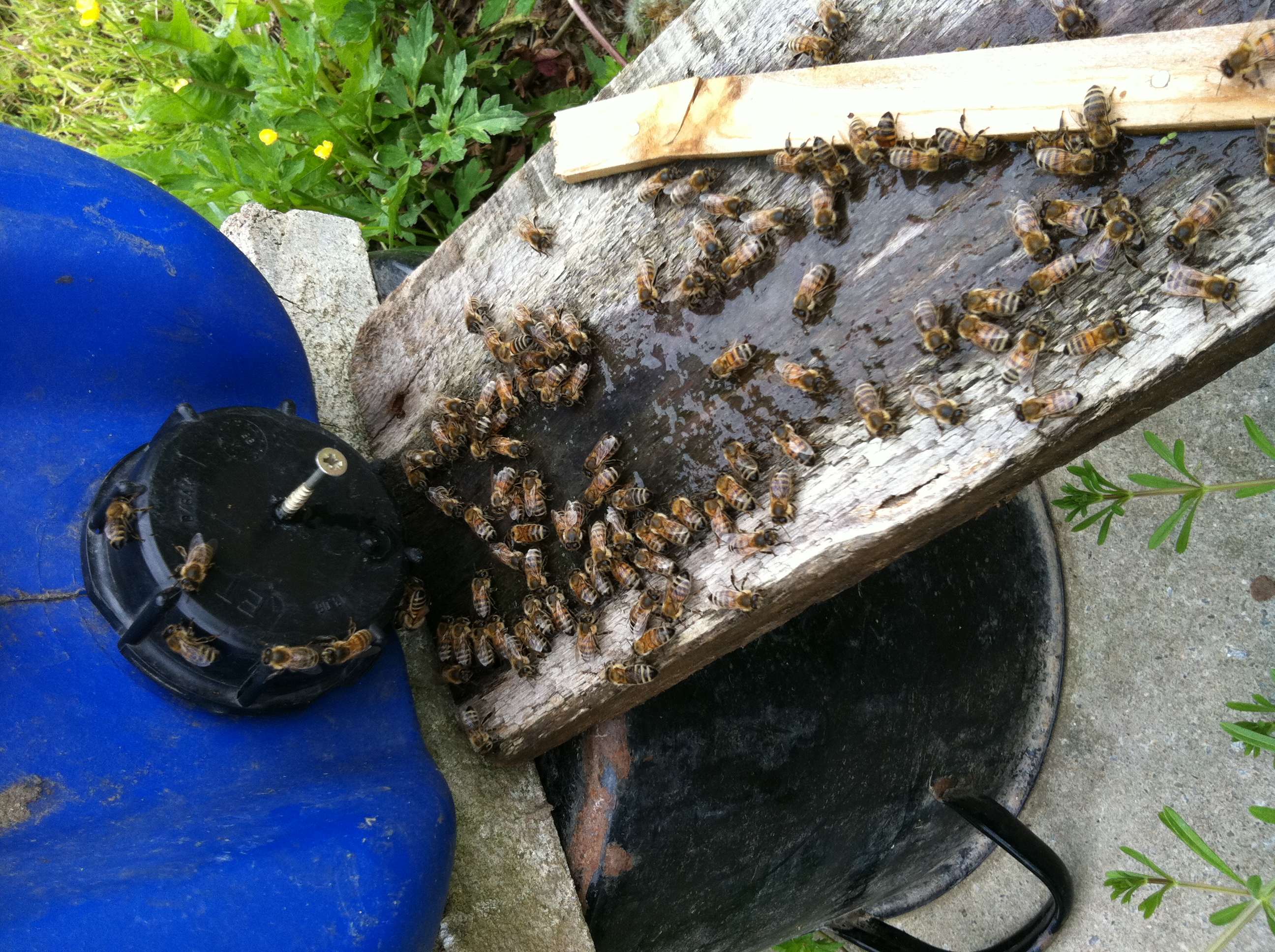 Wasserholerinnen an der Bienentränke