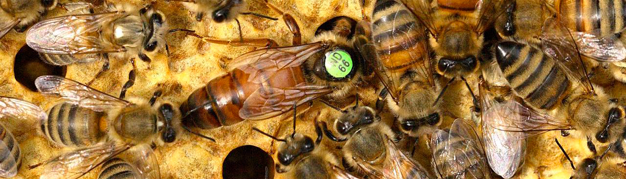 Buckfastkönigin, Buckfastbiene Bienenrasse gezüchtet von Bruder Adam