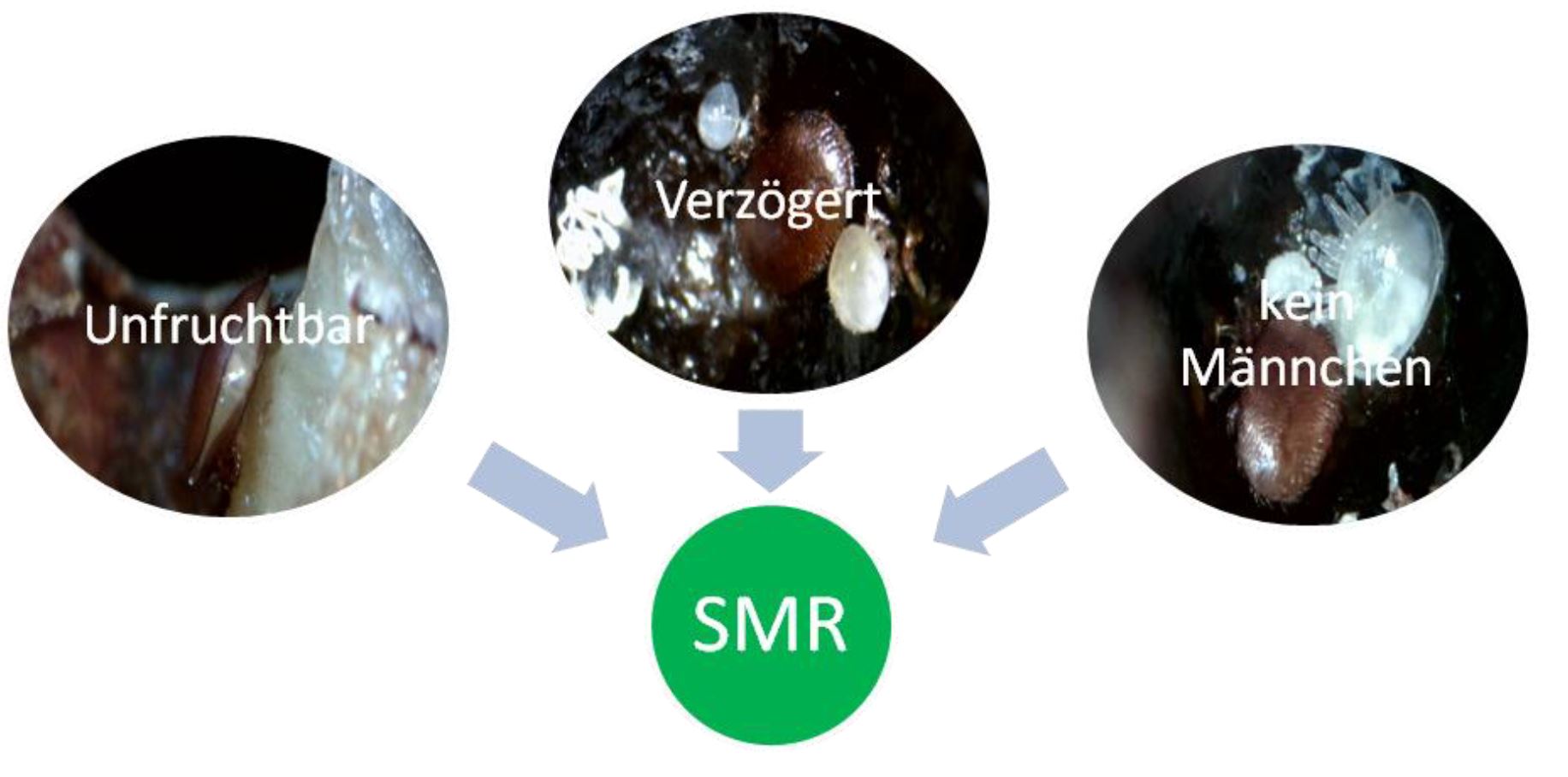 SMR erklährt veringerte Reproduktion der Varroamilbe